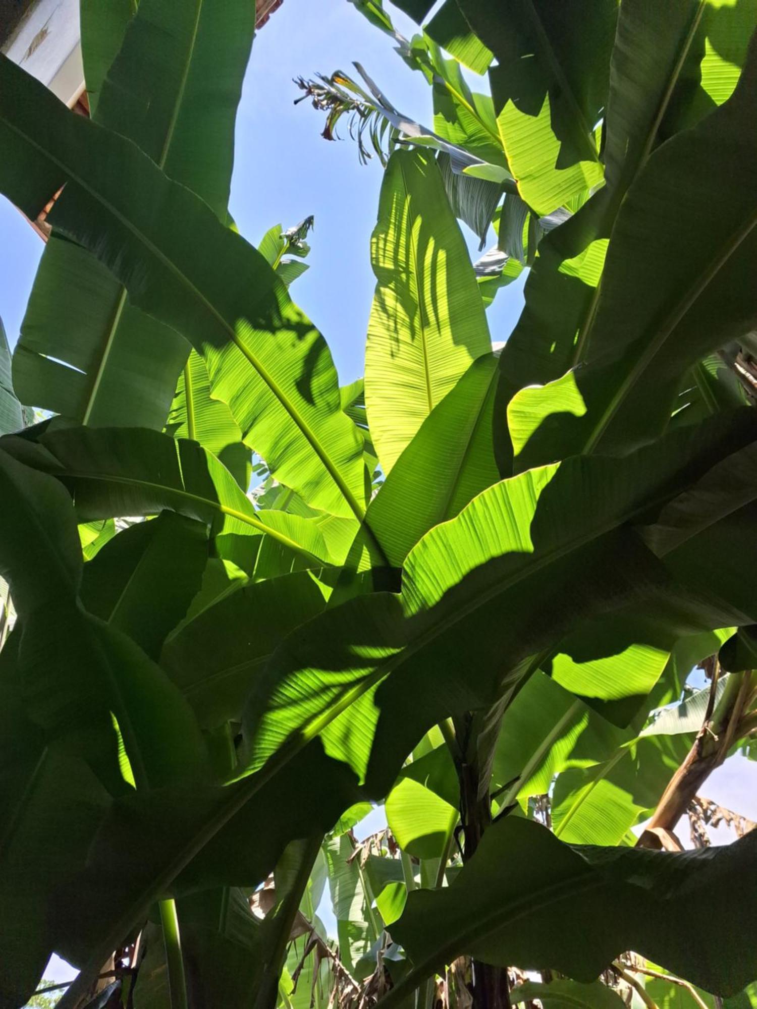 Odoya Casa Hostel Porto Seguro Eksteriør billede